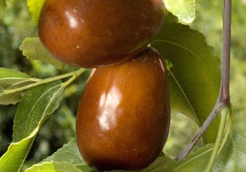 https://shp.aradbranding.com/خرید و قیمت میوه درخت عناب + فروش عمده